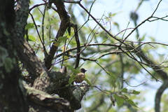 Pipilo maculatus macronyx