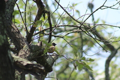 Pipilo maculatus macronyx