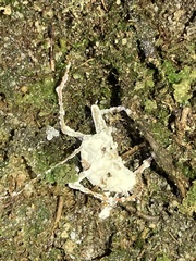 Beauveria bassiana