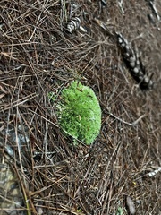 Leucobryum