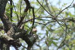 Pipilo maculatus macronyx