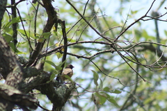 Pipilo maculatus macronyx