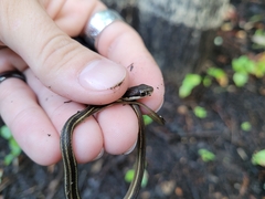 Thamnophis saurita saurita