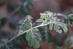 Indigofera basedowii