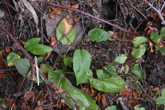 Symphyotrichum ciliolatum