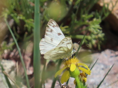 Pontia occidentalis