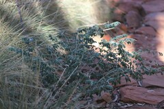 Indigofera basedowii