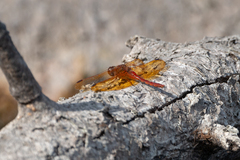 Sympetrum croceolum