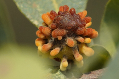 Burnettweldia corallina