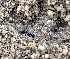 Dorymyrmex insanus