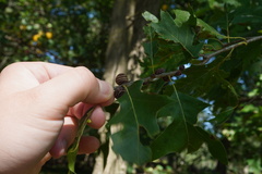 Kokkocynips imbricariae