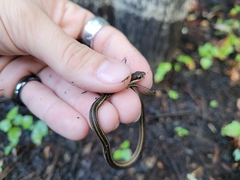 Thamnophis saurita saurita