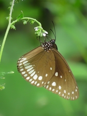 Euploea klugii