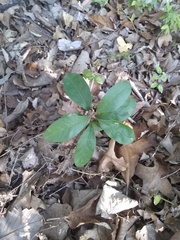 Sideroxylon lanuginosum