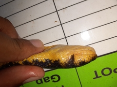 Phytolopsis punctata