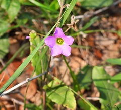 Oxalis drummondii
