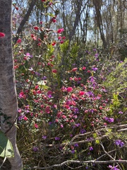 Boronia ledifolia