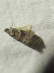 Sciota uvinella