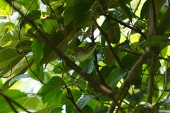 Phylloscopus coronatus