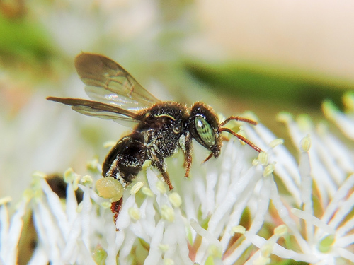 Mexican Pitted-Stingless bee