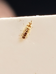 Graphopsocus