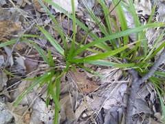 Carex sylvatica