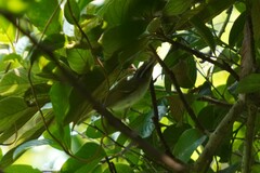 Phylloscopus coronatus