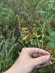 Hypericum ellipticum