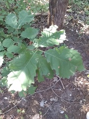 Quercus muehlenbergii