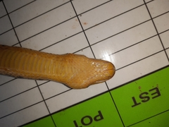 Phytolopsis punctata