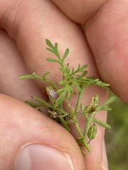Leucospora multifida