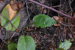 Symphyotrichum ciliolatum