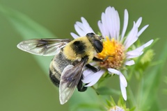 Eristalis flavipes