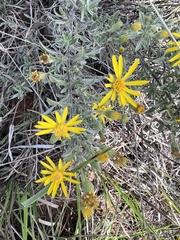 Heterotheca canescens