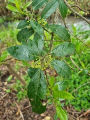 Hedycarya angustifolia