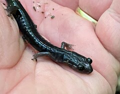 Plethodon jordani