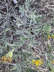 Heterotheca canescens