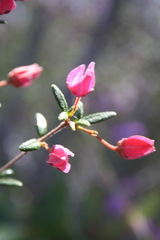 Boronia ledifolia