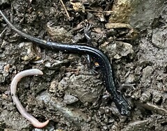 Plethodon jordani