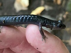 Plethodon jordani