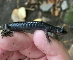 Plethodon jordani