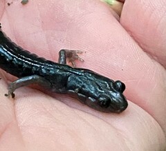 Plethodon jordani