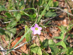 Oxalis drummondii