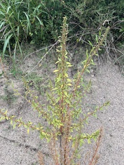 Amaranthus hybridus