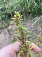Amaranthus hybridus
