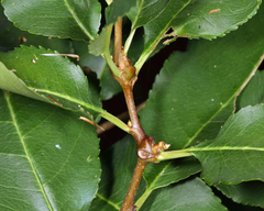 Contarinia cerasiserotinae