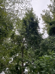 Wisteria frutescens