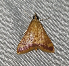 Pyrausta pseudonythesalis