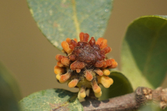 Burnettweldia corallina