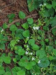 Claytonia sibirica
